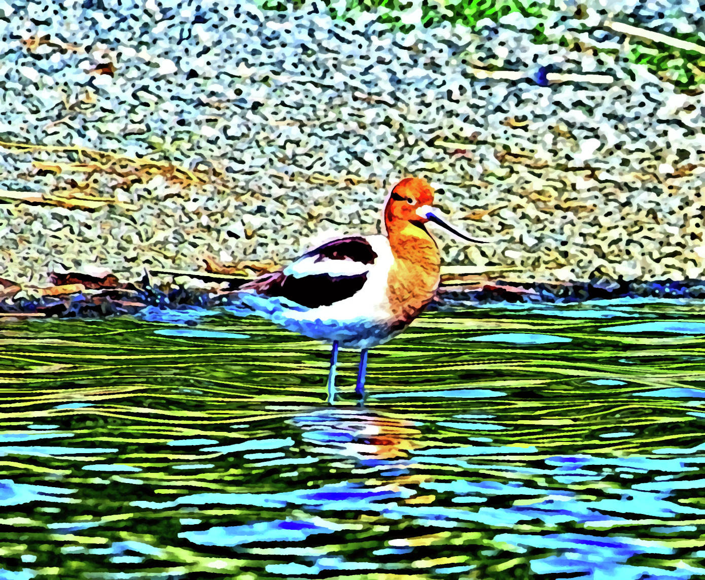 American Avocet Digital Print