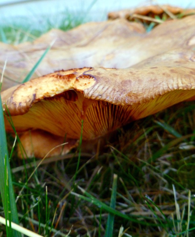 Wild Mushroom in Grass digital photograph