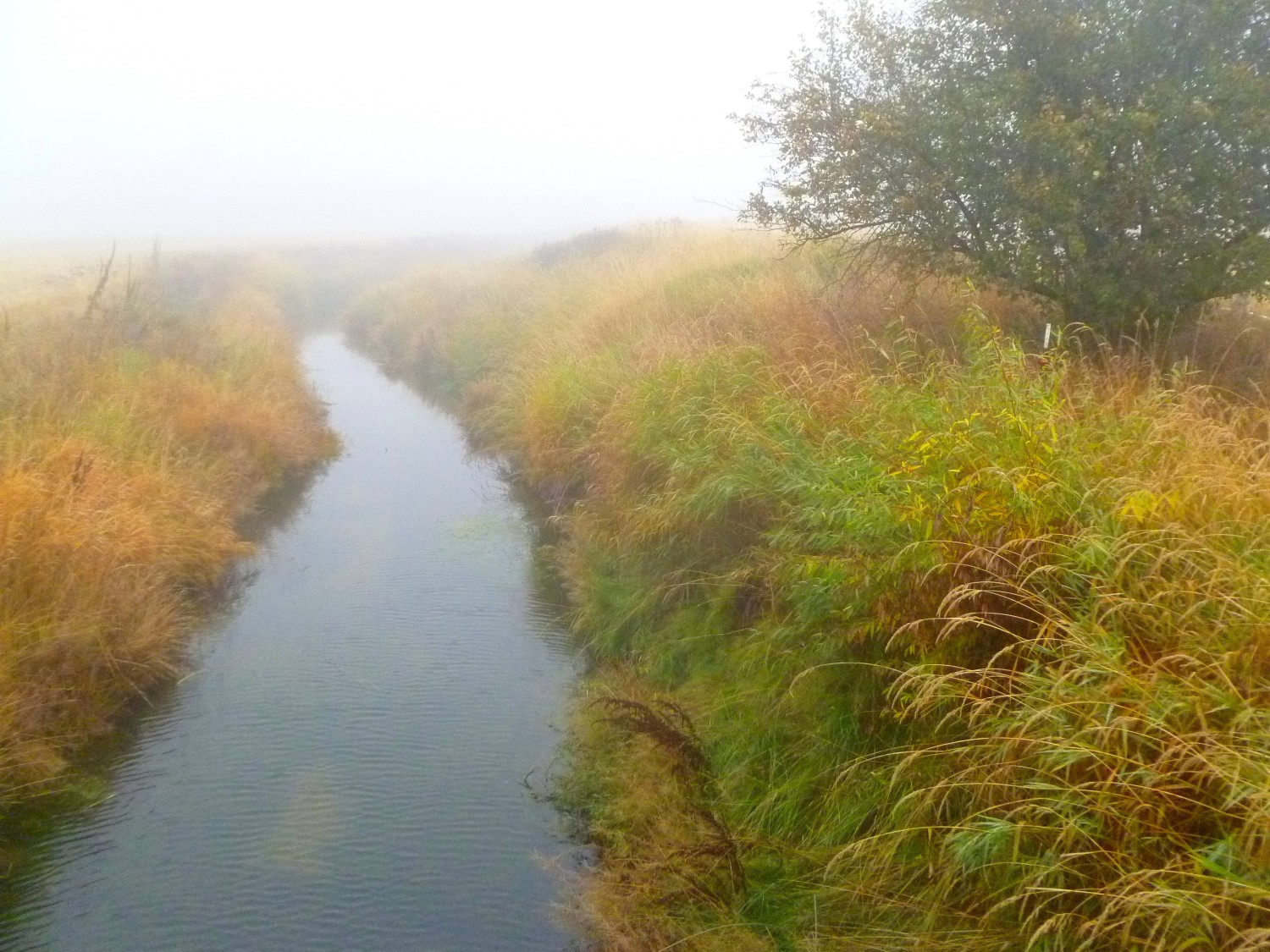 Foggy Creek digital photo