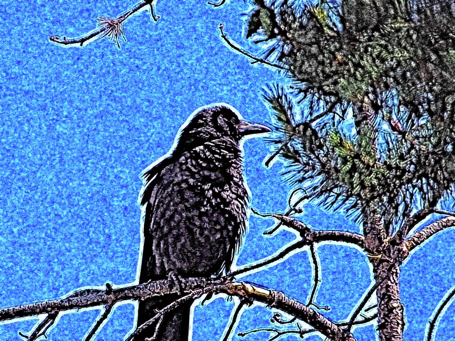 Juvenile Crow Digital Print