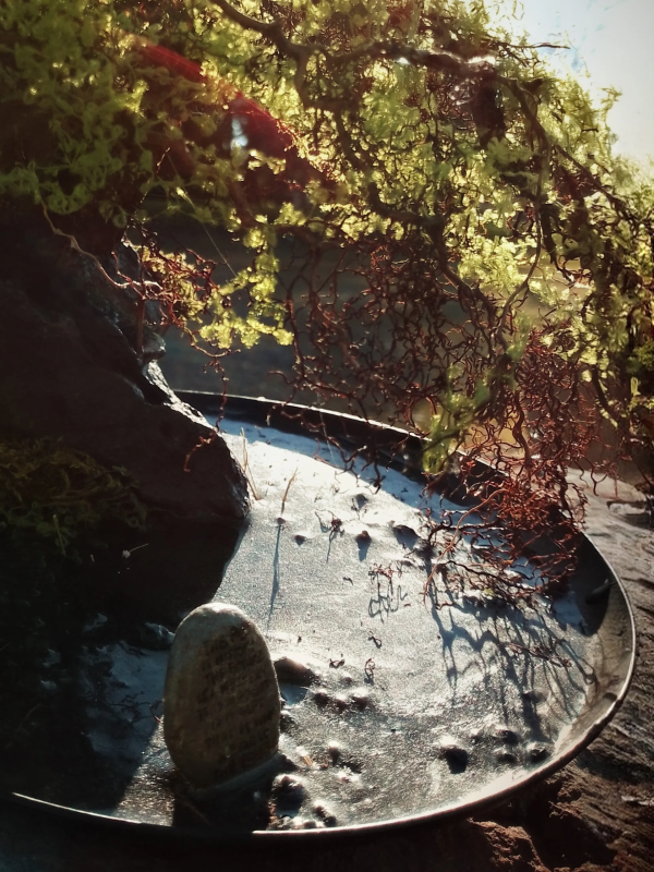 Sunlit Bonsai Fairy House