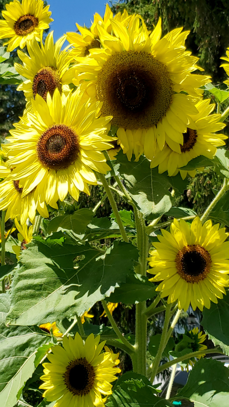 Sunflowers phone wallpaper