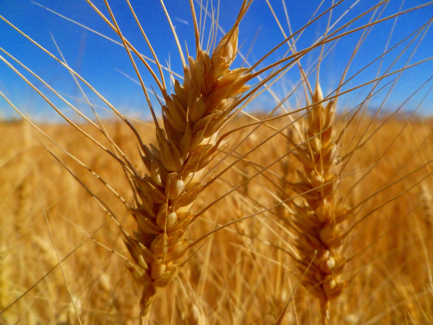 Wheat digital photograph