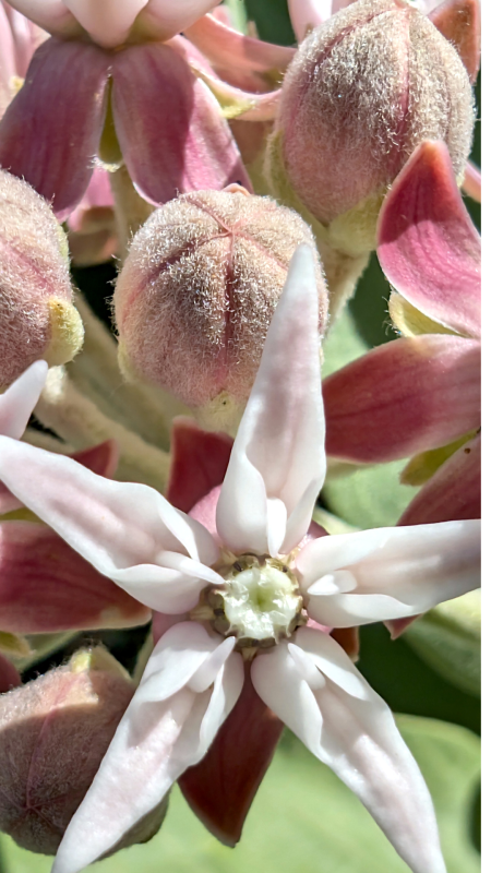 Idaho Native Wildflowers phone wallpaper