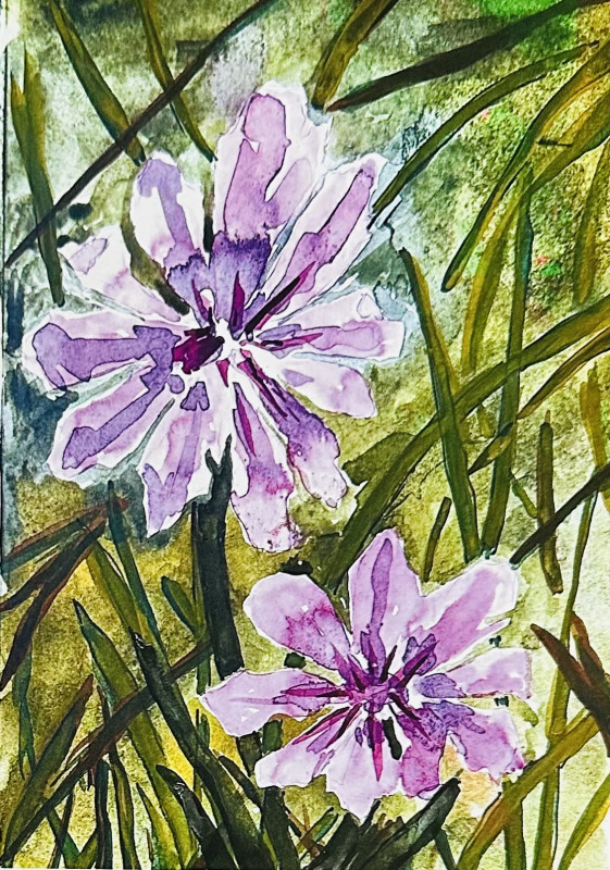 Wild Bitterroot Flower Card