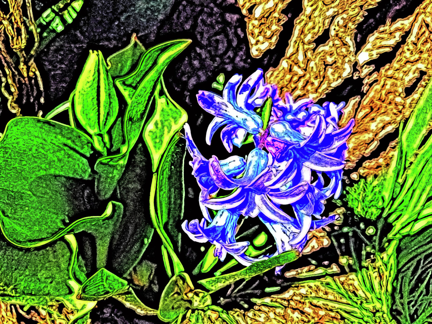 Dwarf Hyacinth Digital Print